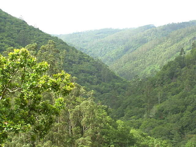 Galicia - Fragas do Eume - Bosque