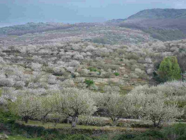 Cerezo en flor