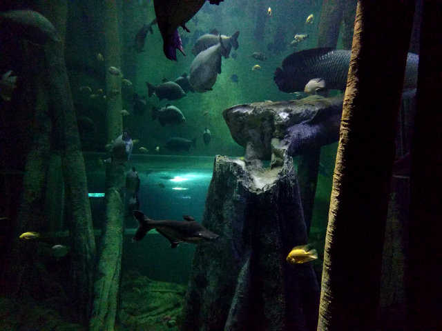 Visitar Zaragoza - Acuario